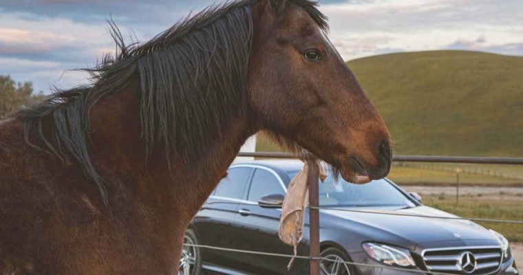 From Horses to Horsepower: How the Drive Shaft Revolutionised Transportation